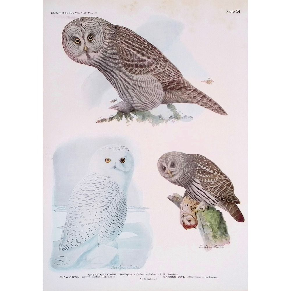 1936 Great Gray Snowy Barred Owl Fuertes Bird Print Plate Vintage Wall Art Decor